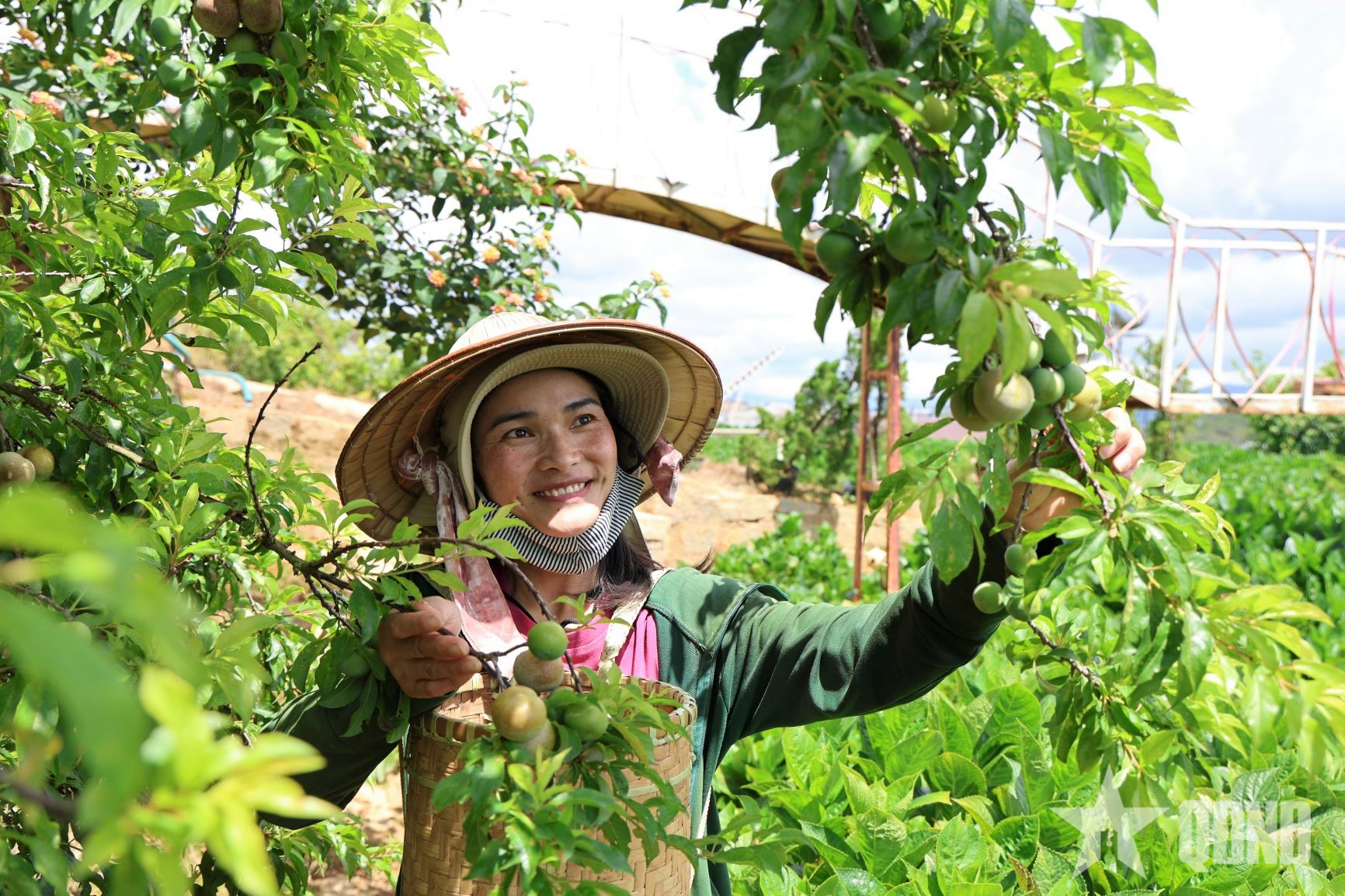 Đà Lạt mùa mận chín